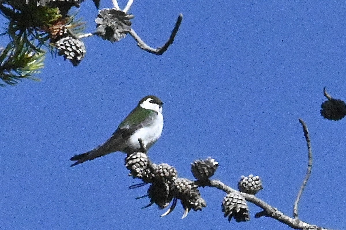 Violet-green Swallow - ML620055064