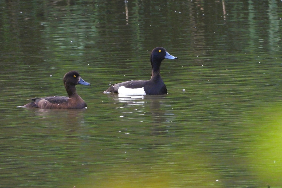 Tufted Duck - ML620055079
