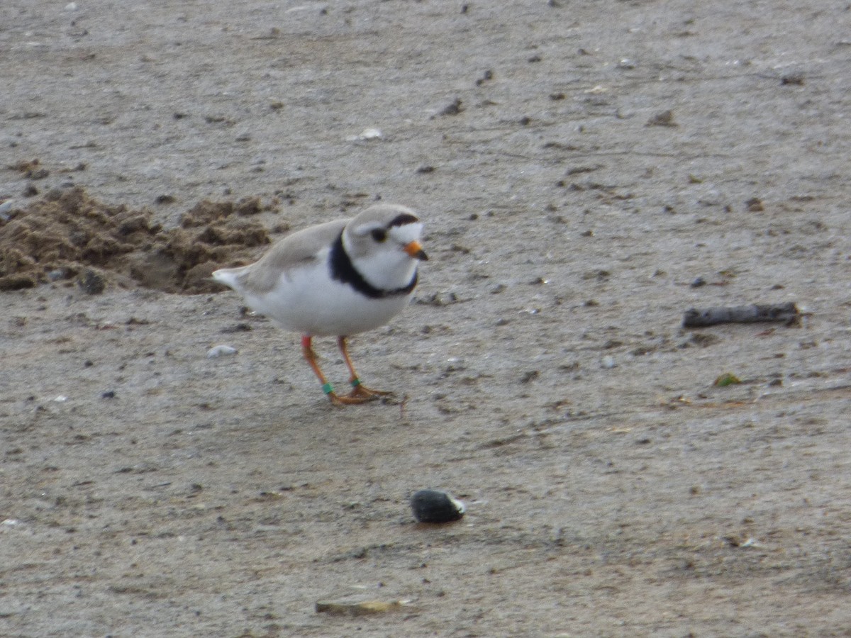 Piping Plover - ML620055082
