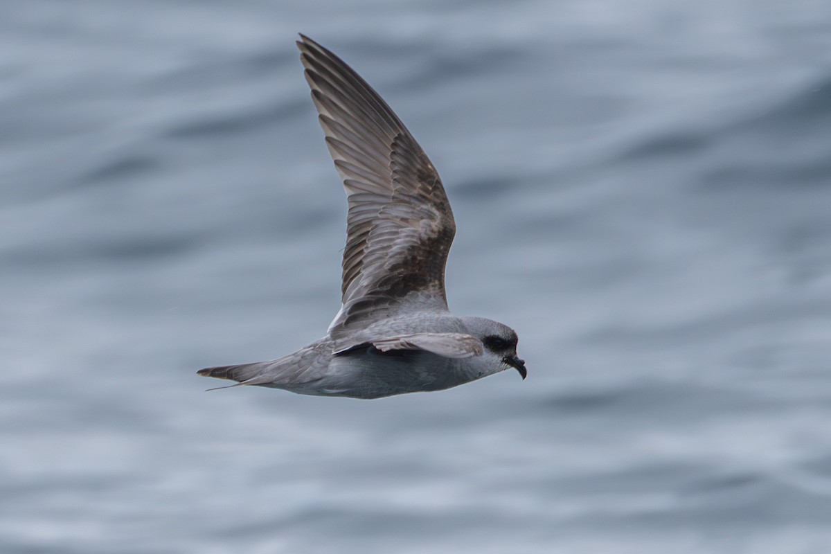 Fork-tailed Storm-Petrel - Breck Haining
