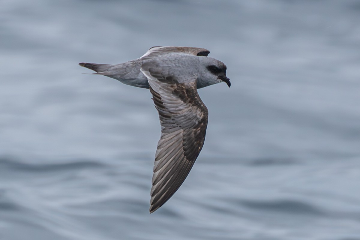 Fork-tailed Storm-Petrel - ML620055099
