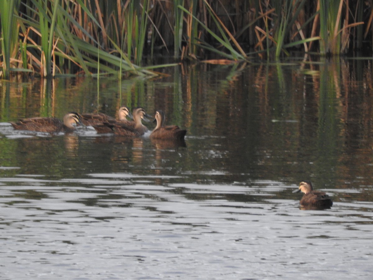 Pacific Black Duck - ML620055108