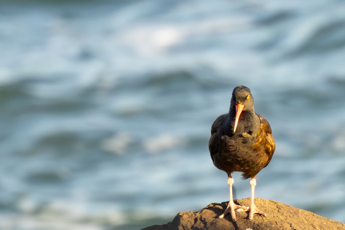 Black Oystercatcher - ML620055125