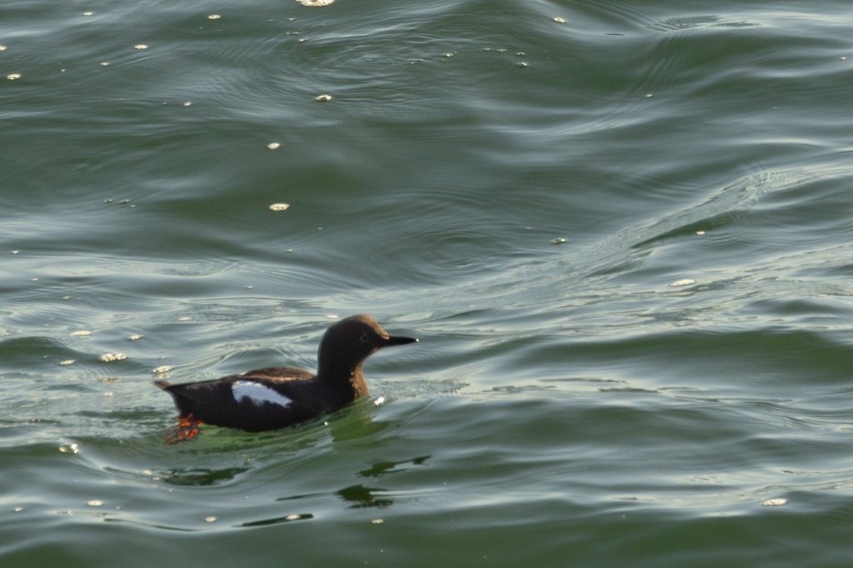 Pigeon Guillemot - ML620055129