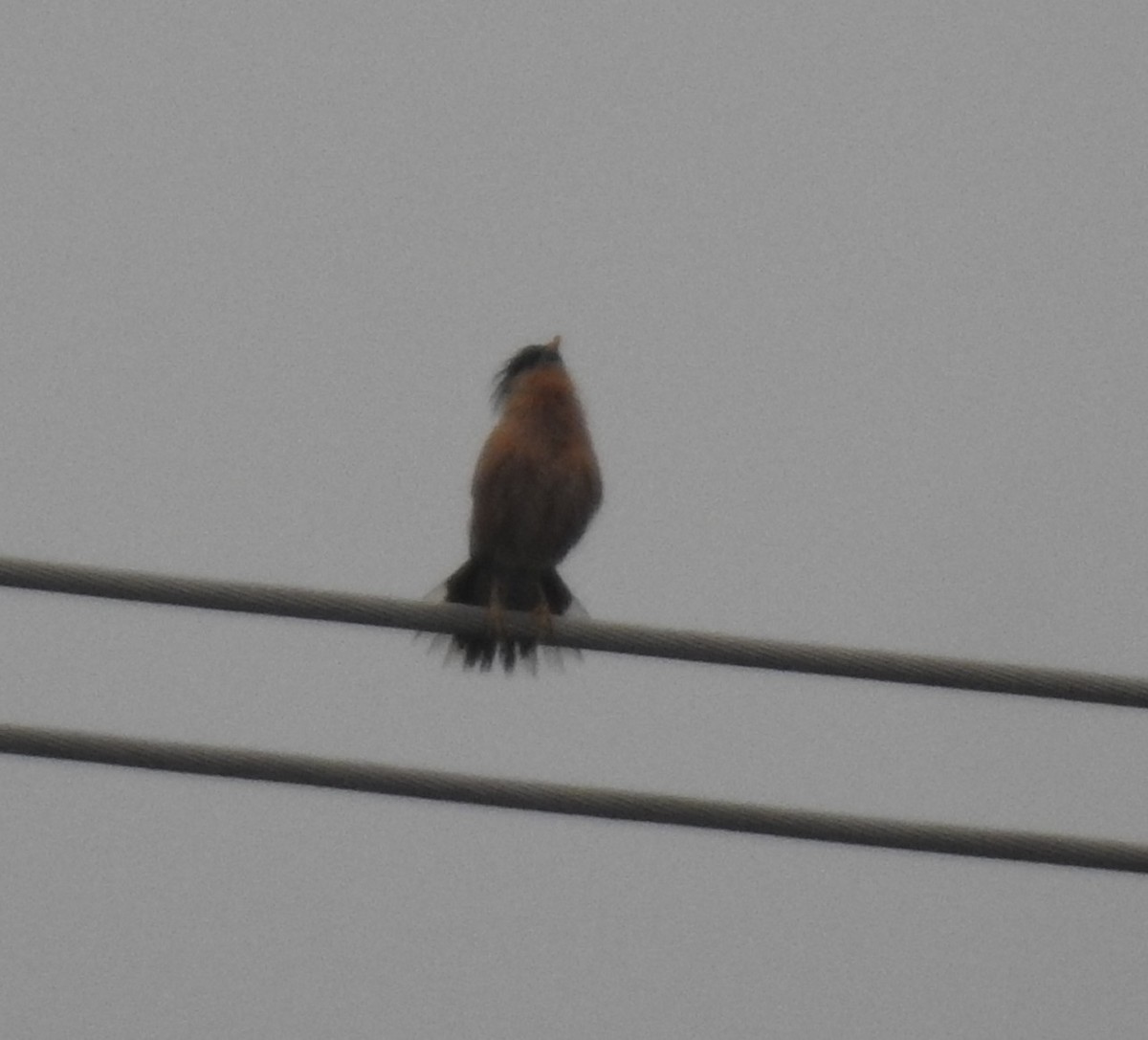 Brahminy Starling - ML620055165