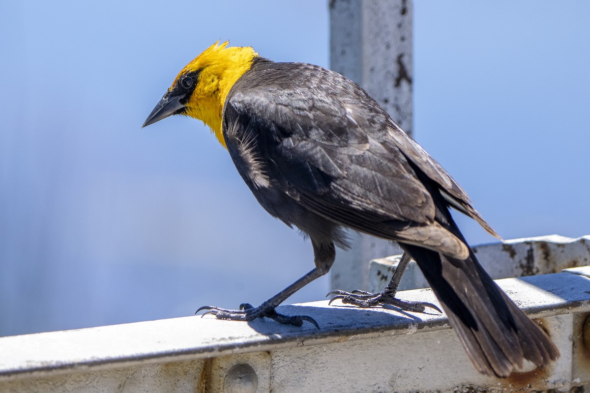 Yellow-headed Blackbird - ML620055173
