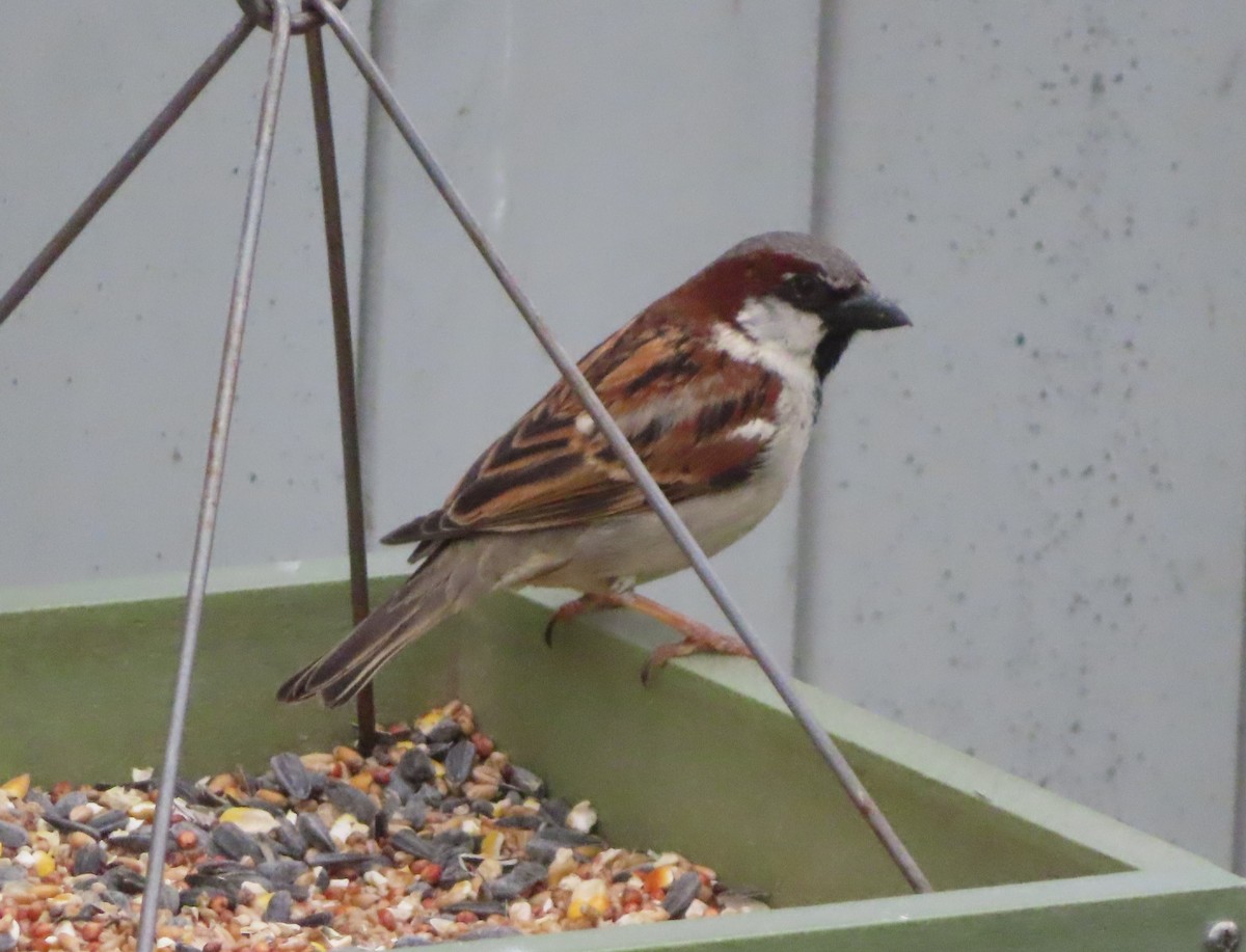 House Sparrow - ML620055182