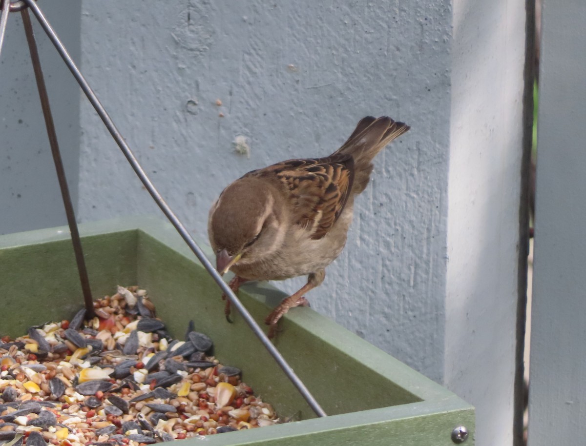 House Sparrow - ML620055184