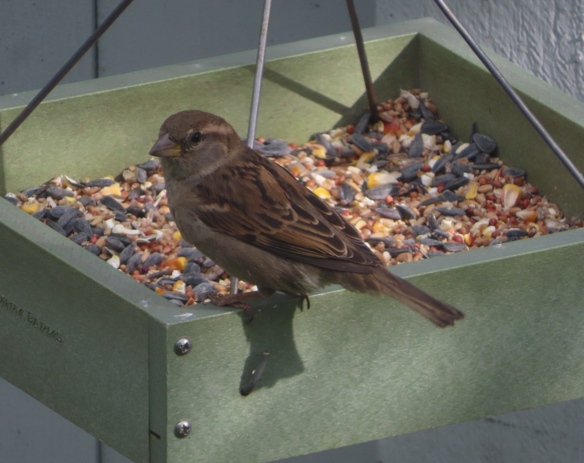 House Sparrow - ML620055185