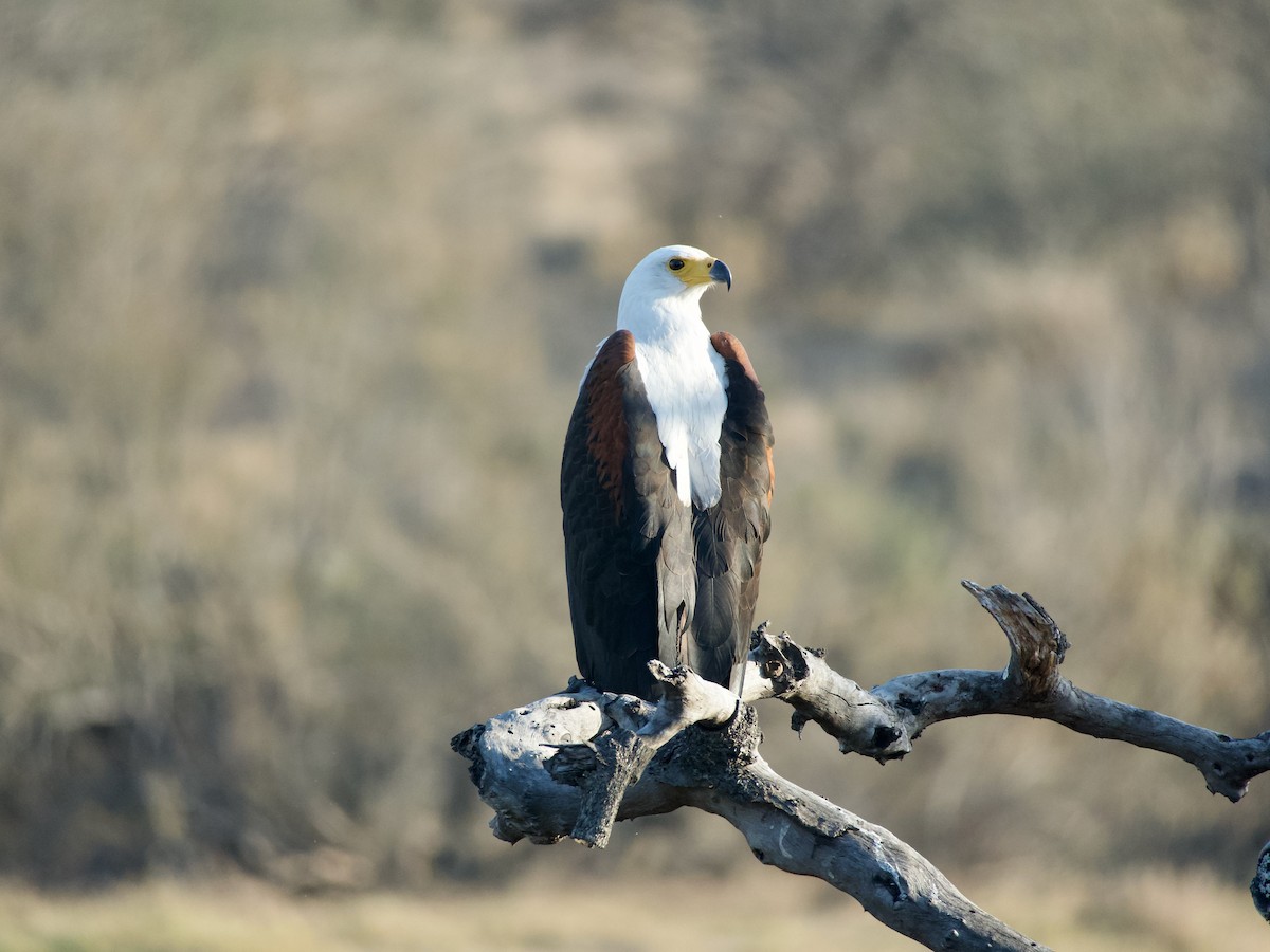 African Fish-Eagle - ML620055188