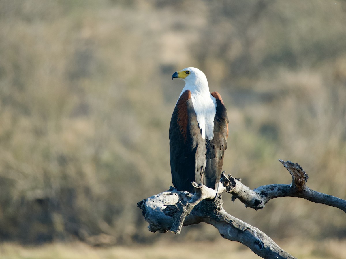African Fish-Eagle - ML620055189
