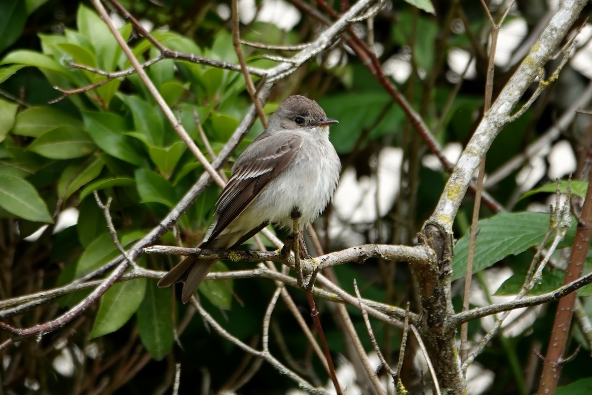 Weidenschnäppertyrann - ML620055192