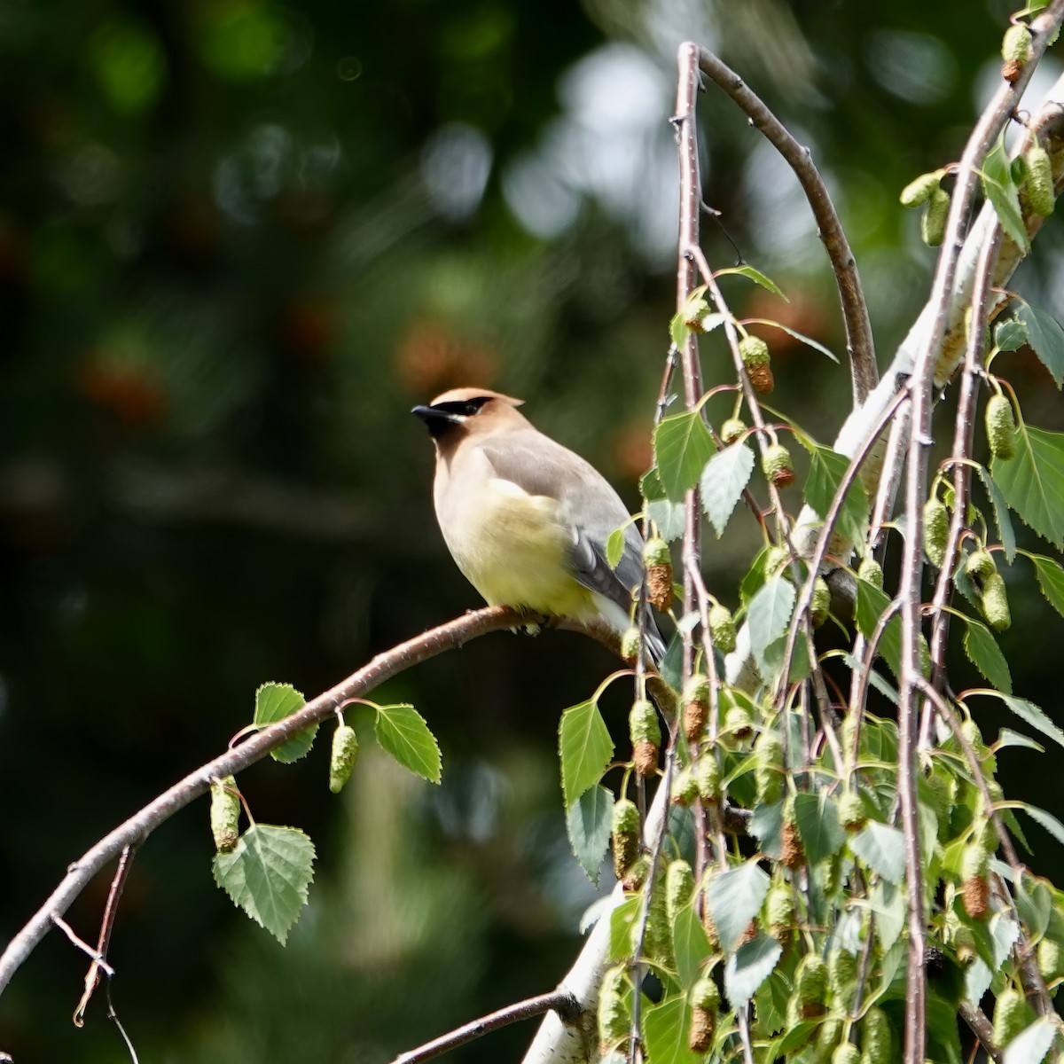 Cedar Waxwing - ML620055195