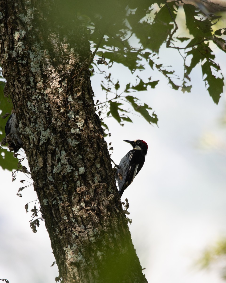 Acorn Woodpecker - ML620055206