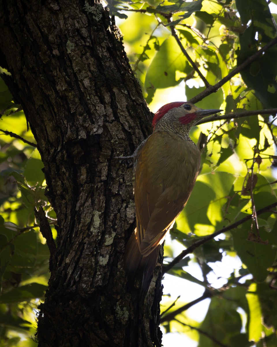 Golden-olive Woodpecker - ML620055207