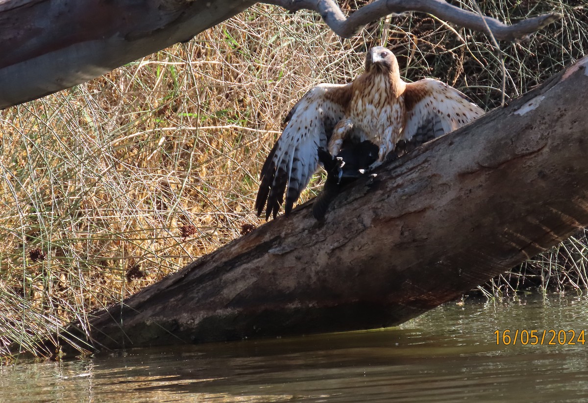 Австралийский орёл-карлик - ML620055218