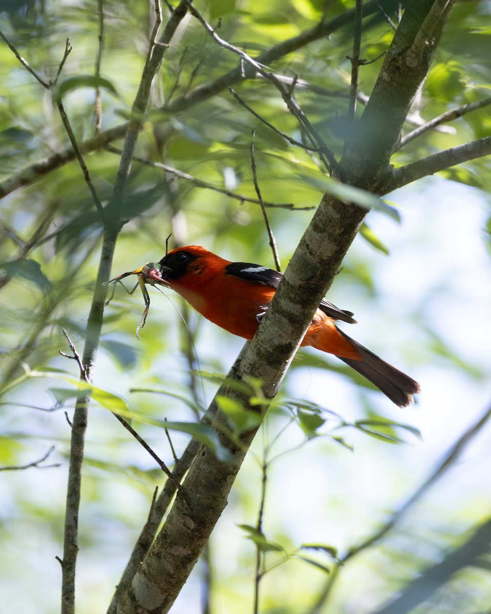 White-winged Tanager - ML620055225