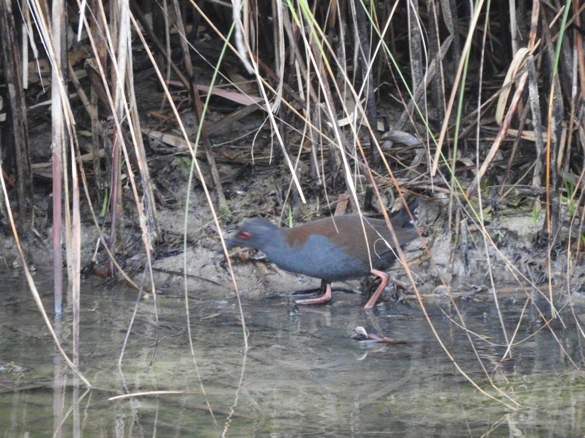 Spotless Crake - ML620055227