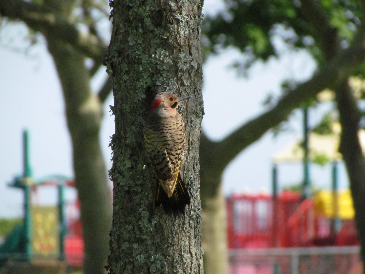 Northern Flicker - ML620055229