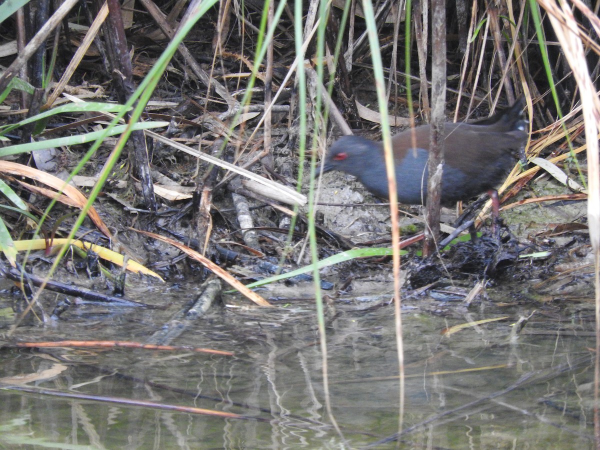 Spotless Crake - ML620055230