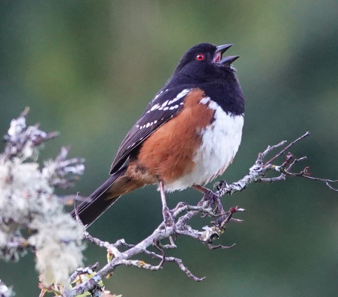 Spotted Towhee - ML620055248