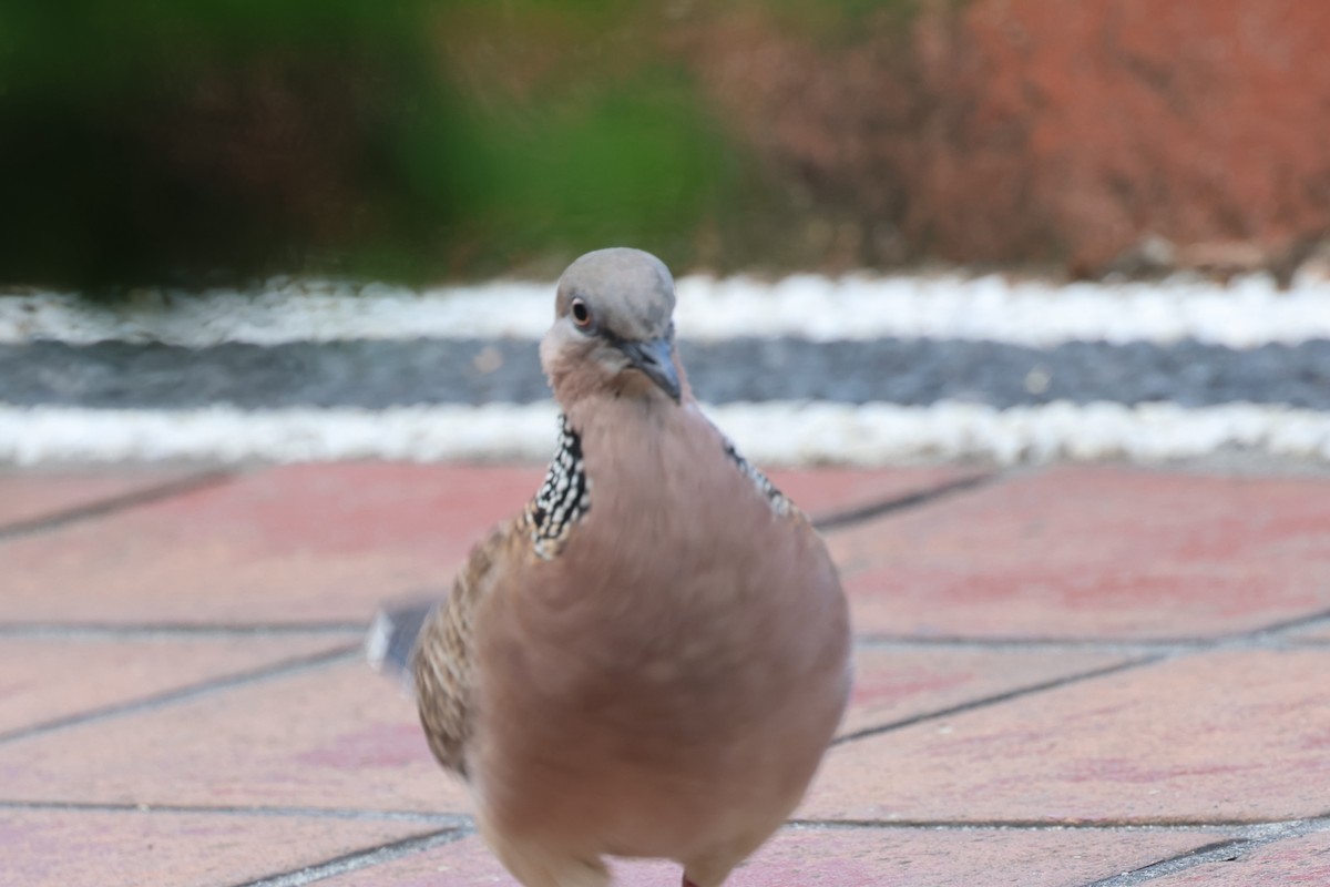 Spotted Dove - ML620055263