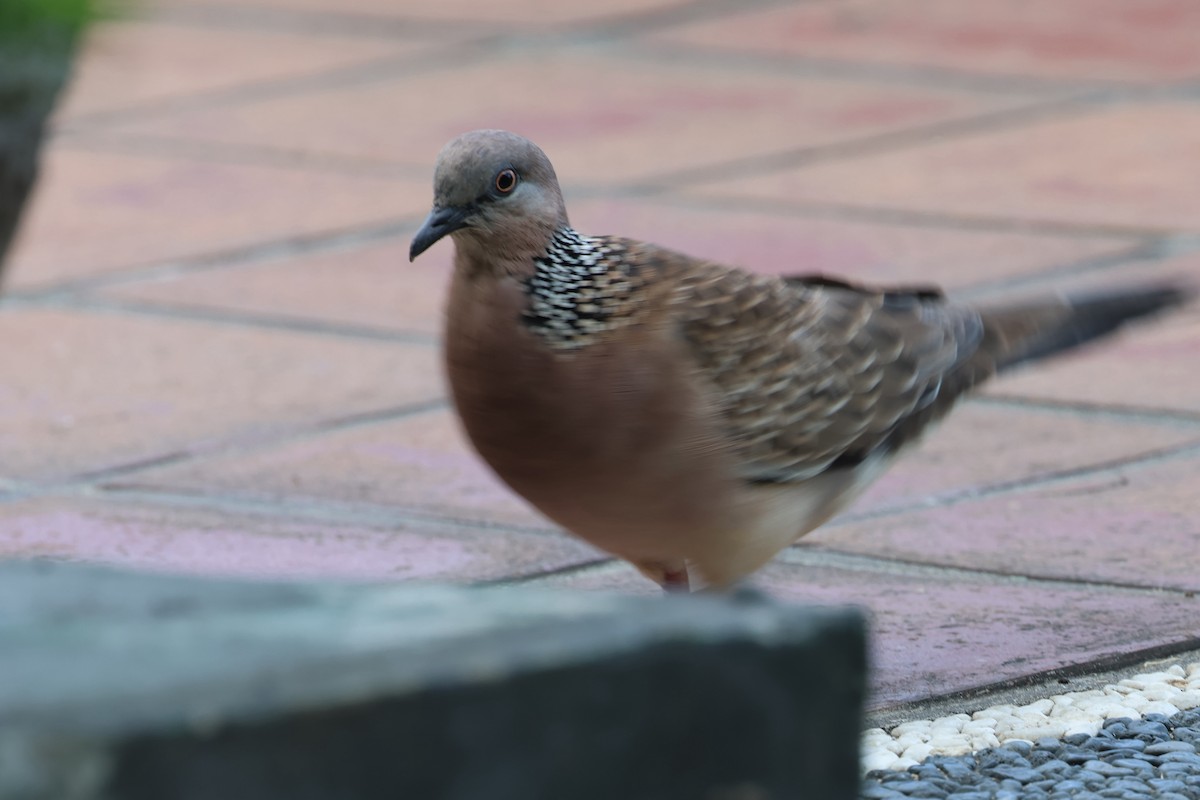 Spotted Dove - ML620055264