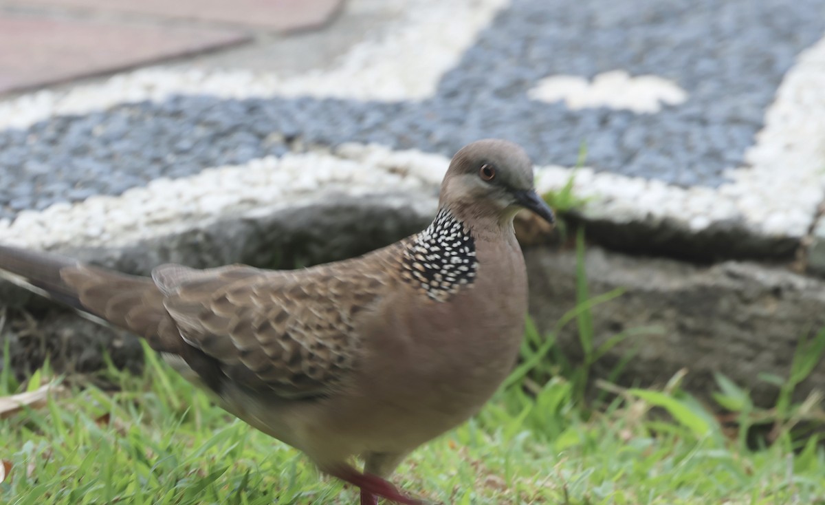 Spotted Dove - ML620055265