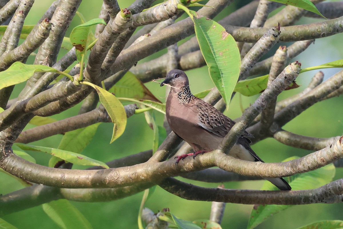 Spotted Dove - ML620055271