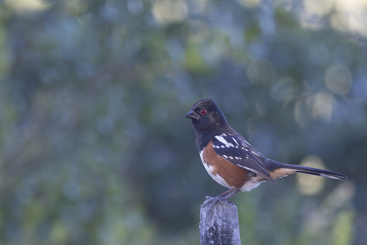 Spotted Towhee - ML620055275