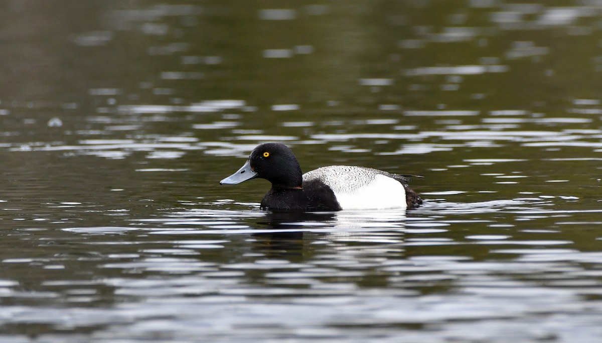 Greater Scaup - ML620055276