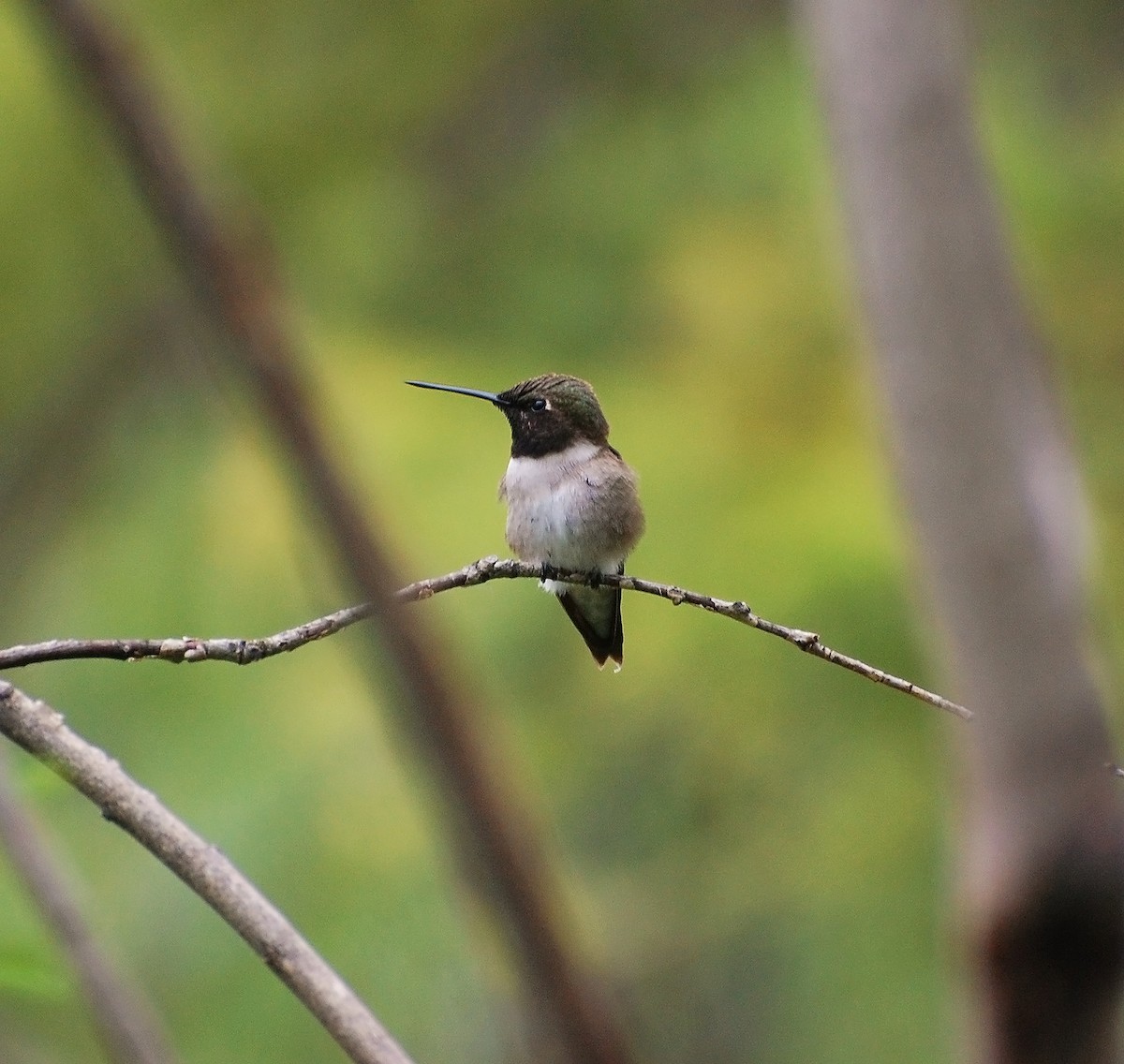 Colibri à gorge noire - ML620055278