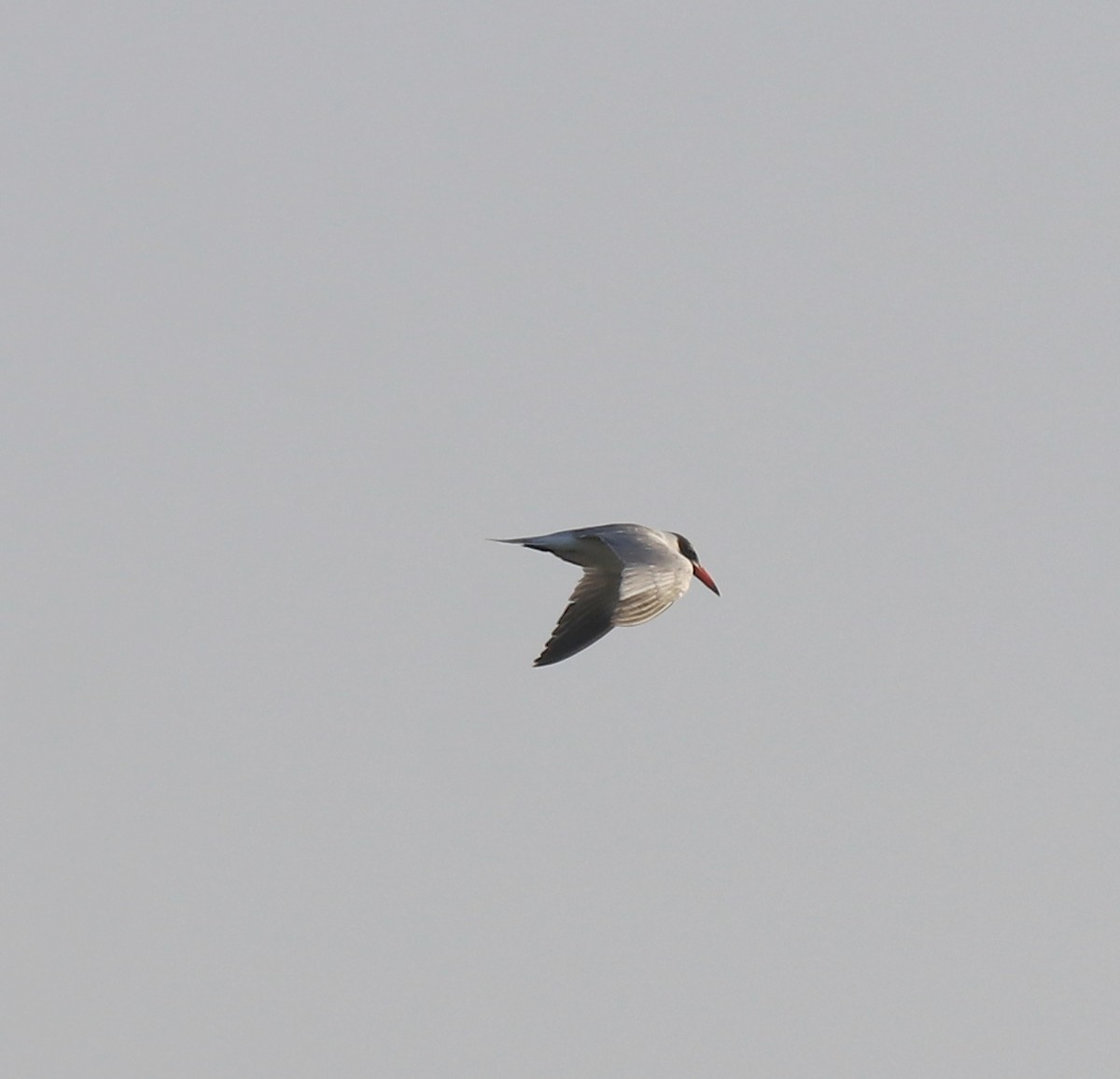 Caspian Tern - ML620055292