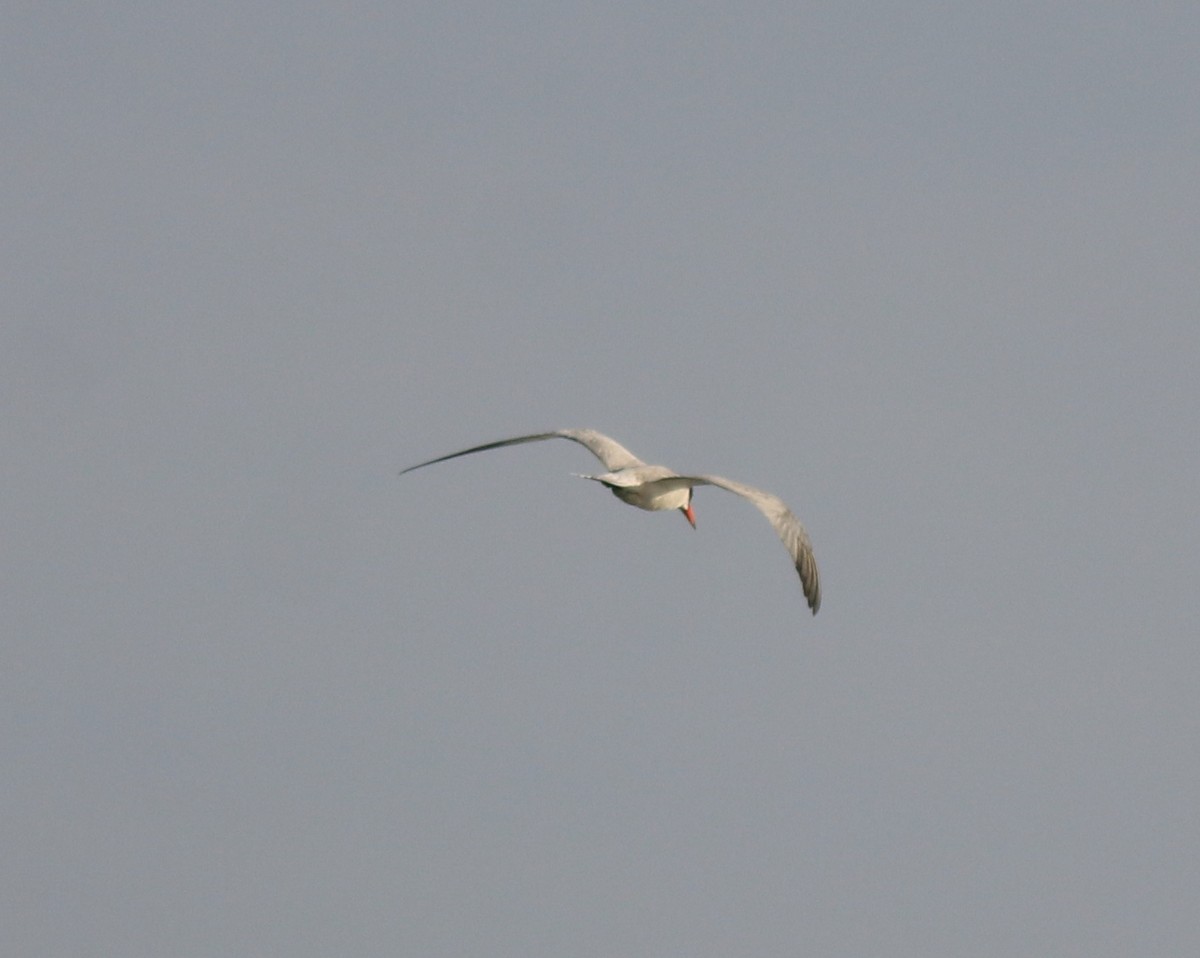 Caspian Tern - ML620055299