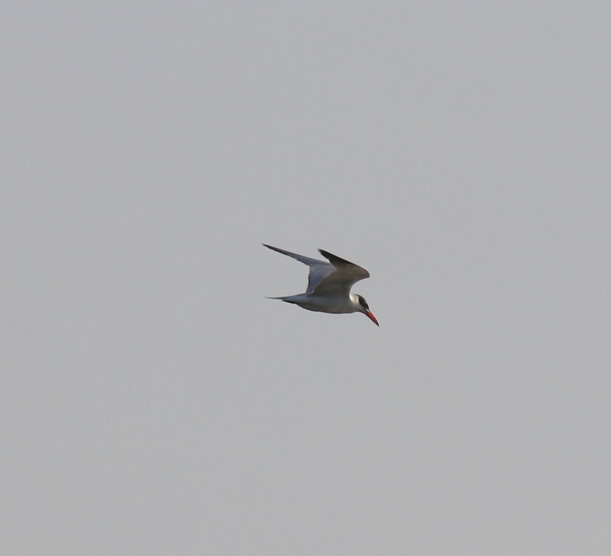 Caspian Tern - ML620055300