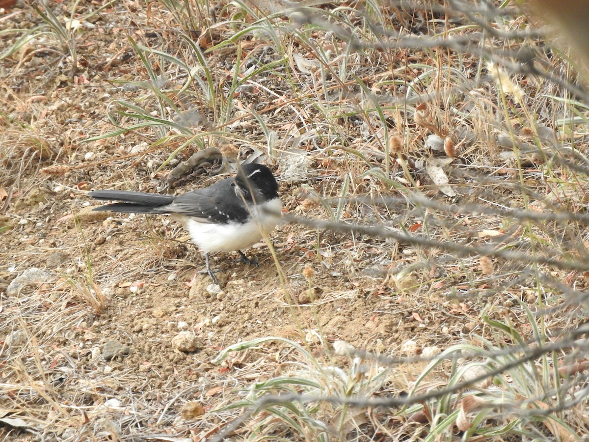 Willie-wagtail - ML620055302