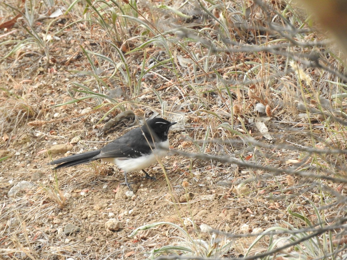 Willie-wagtail - ML620055303