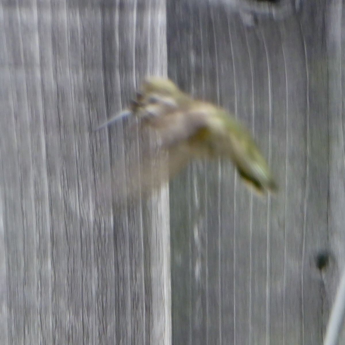 Anna's Hummingbird - ML620055314