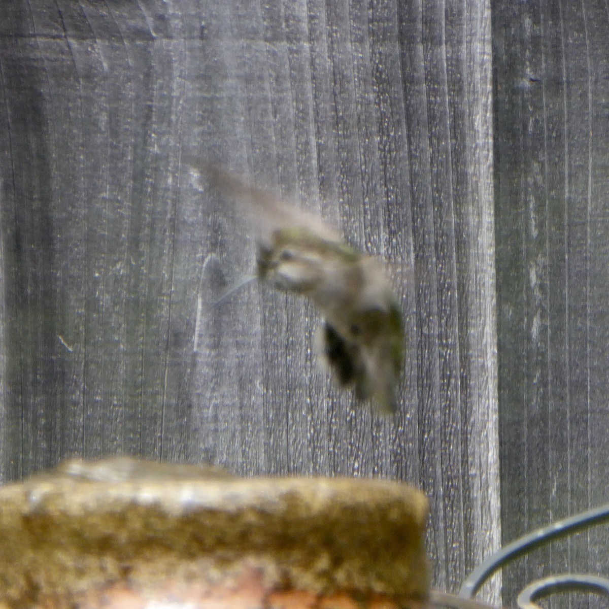 Anna's Hummingbird - ML620055318
