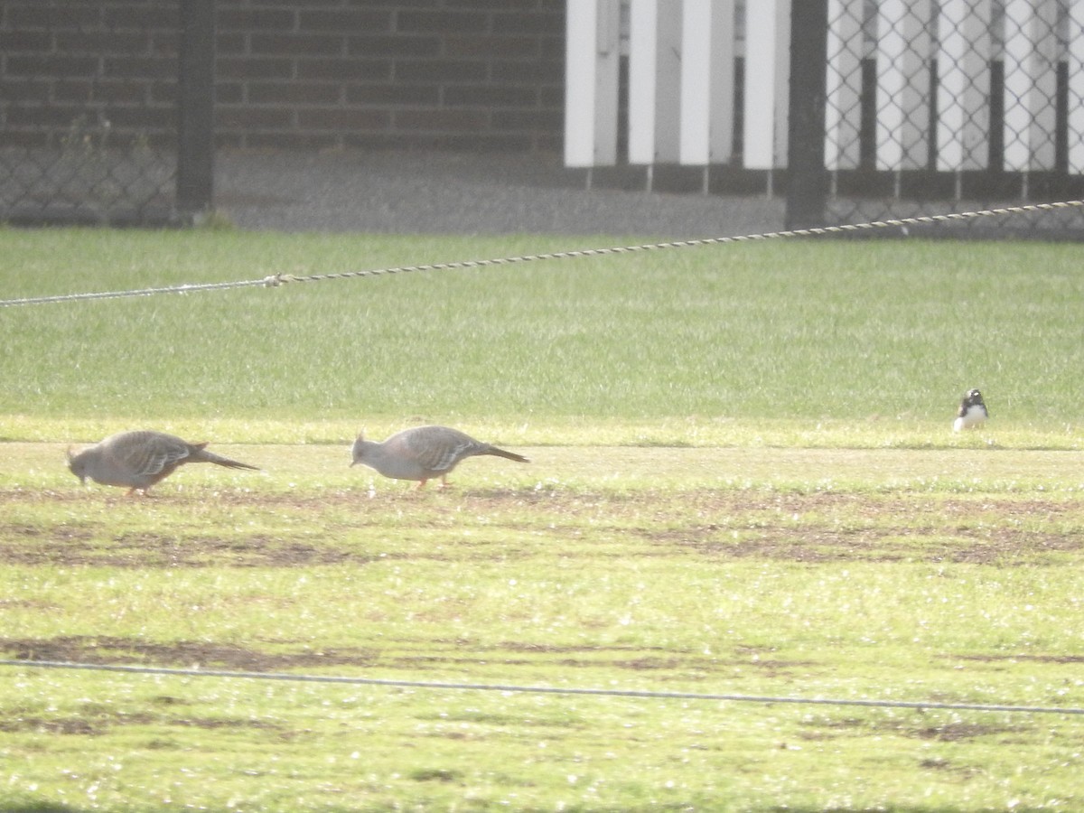 Crested Pigeon - ML620055335