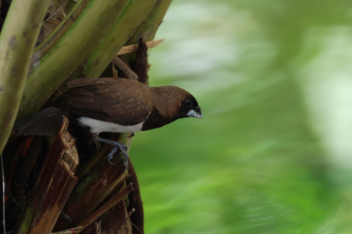 Javan Munia - ML620055343