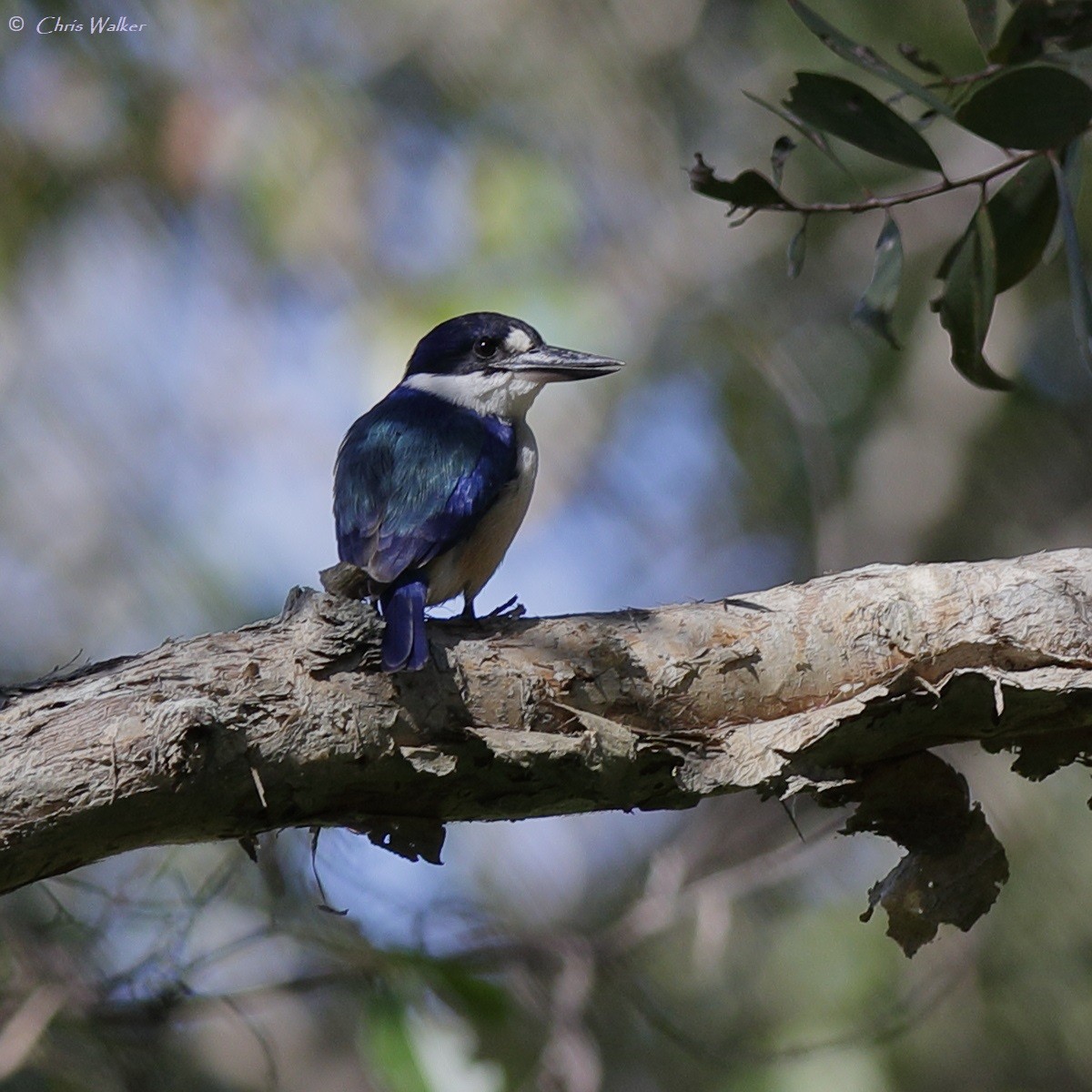 Forest Kingfisher - ML620055344