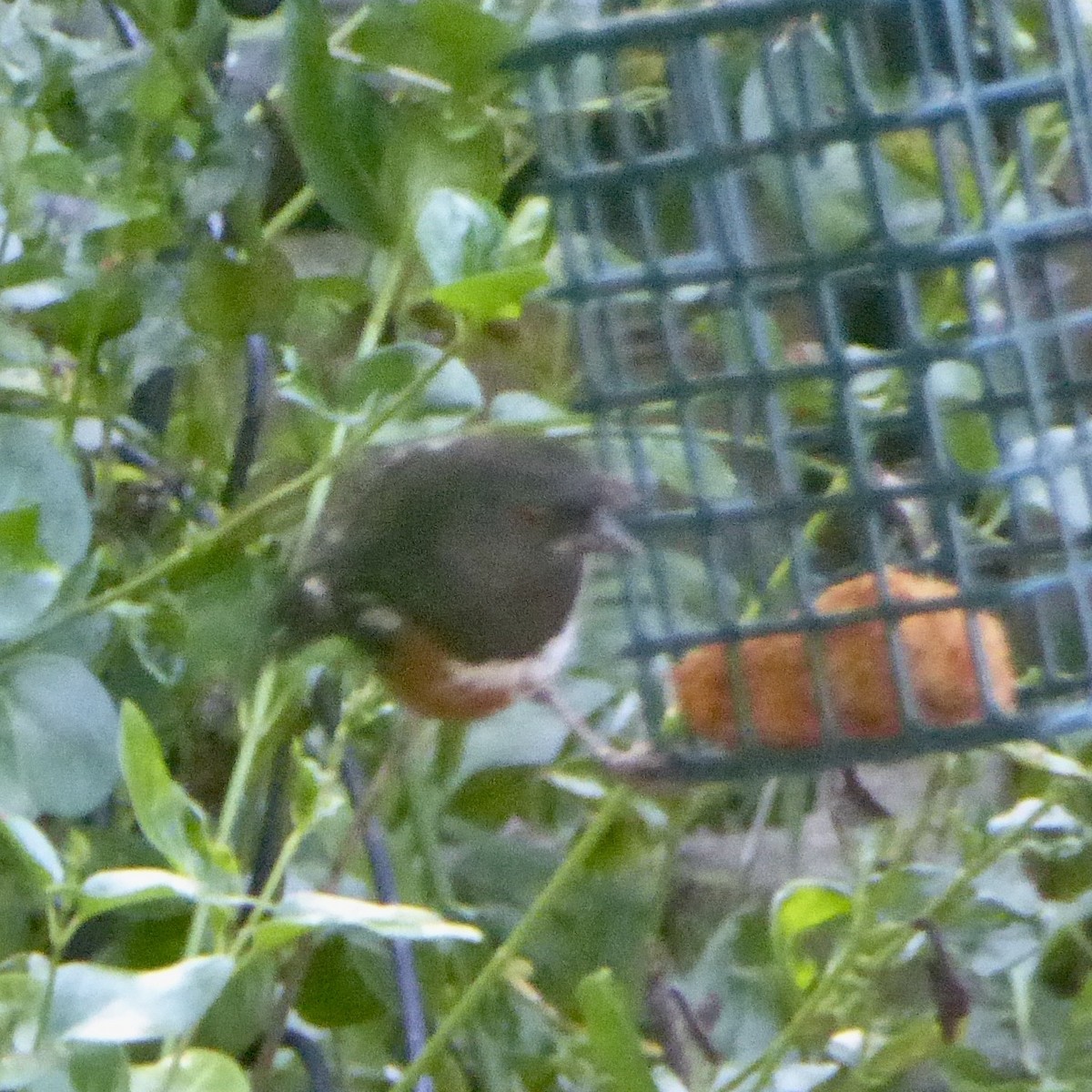 Spotted Towhee - ML620055368