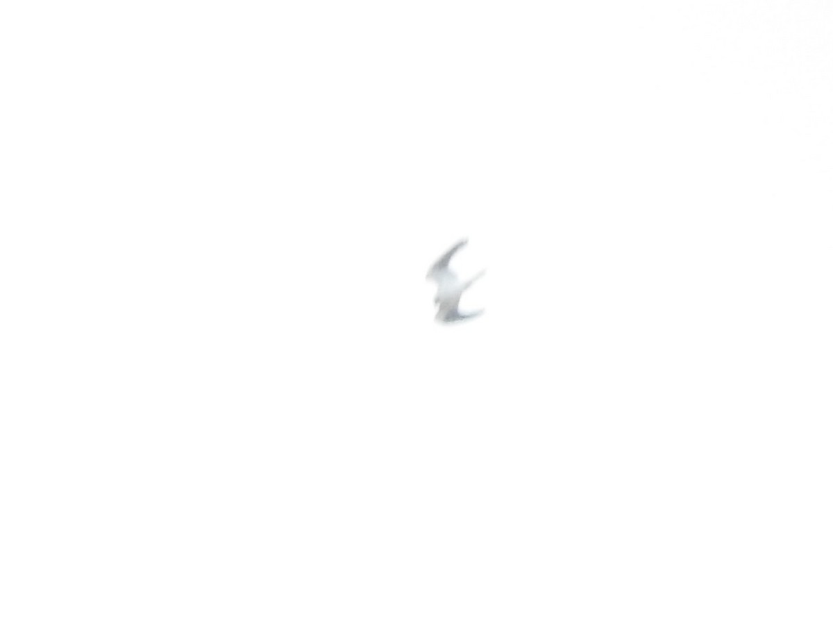 Black-shouldered Kite - ML620055422