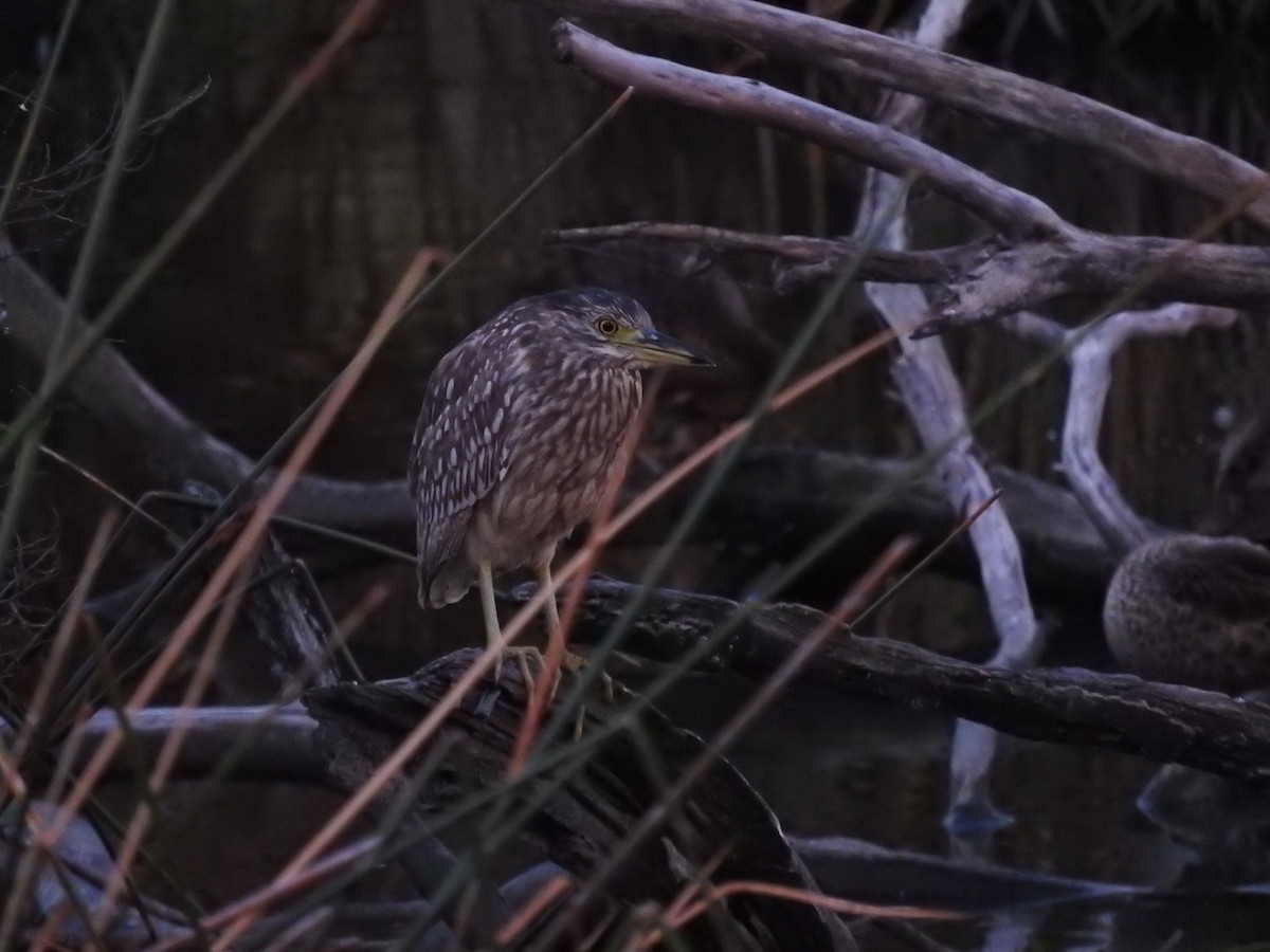 Nankeen Night Heron - ML620055429