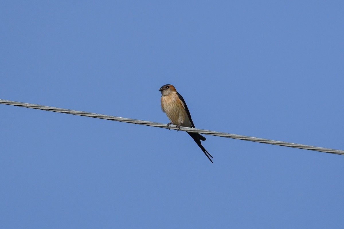 Red-rumped Swallow - ML620055450