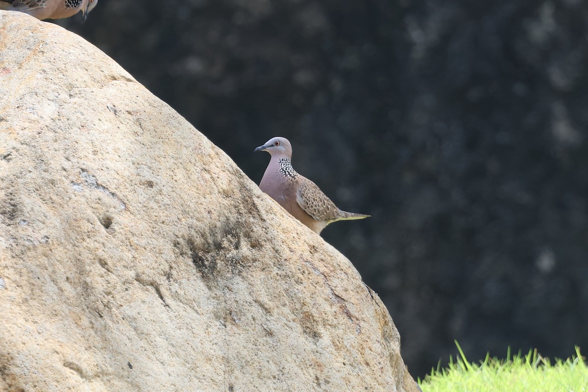 Spotted Dove - ML620055455