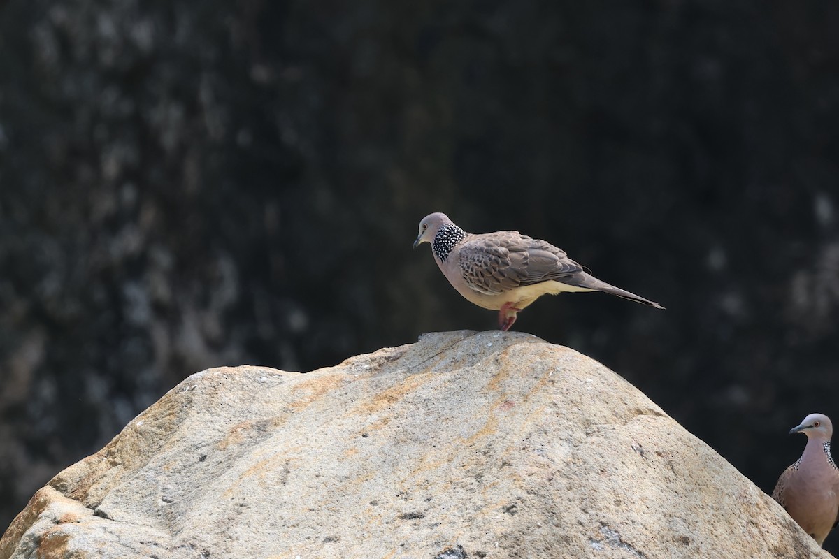 Spotted Dove - ML620055456