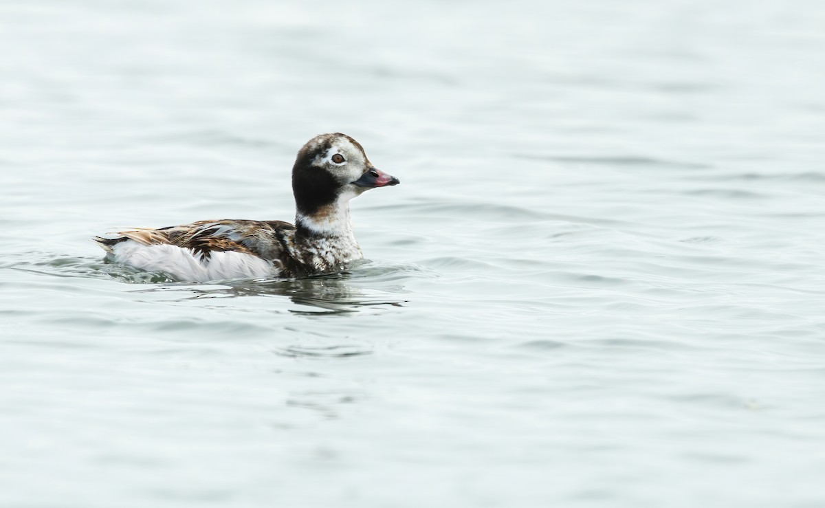 Long-tailed Duck - ML620055457