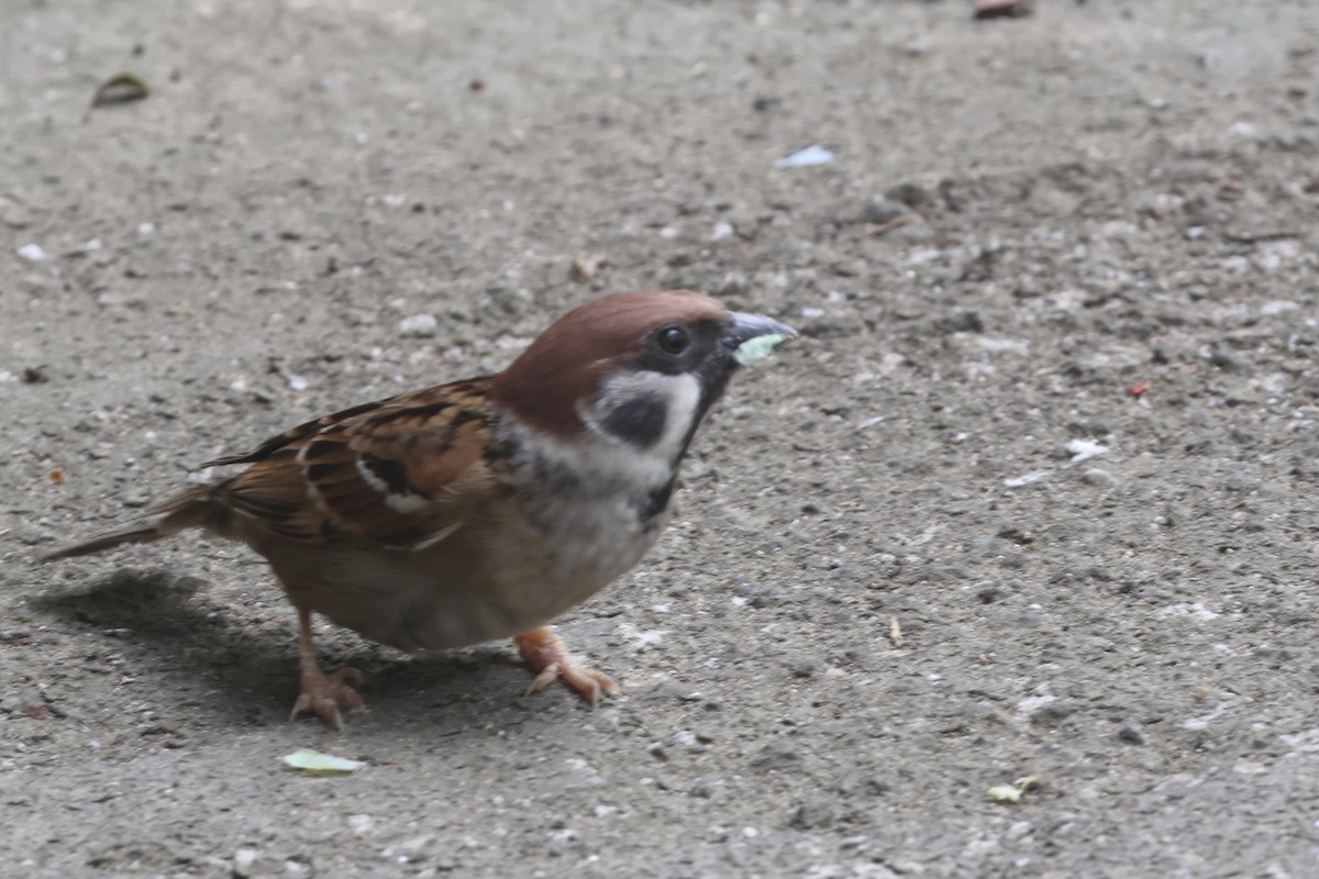Eurasian Tree Sparrow - ML620055479